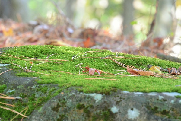 修善寺自然公園もみじ林