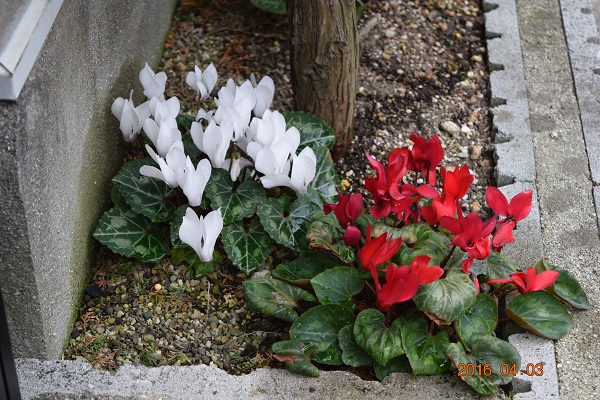 DSC_0016.JPG