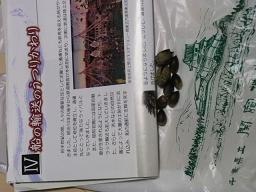関宿スダジイ1026 (1).JPG