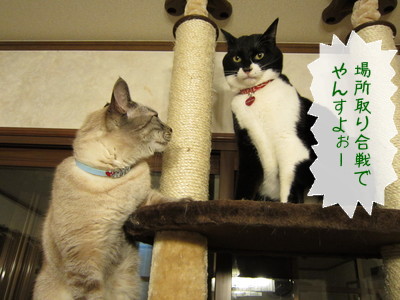 20130122120348_w_400_h_300_2808656.jpg