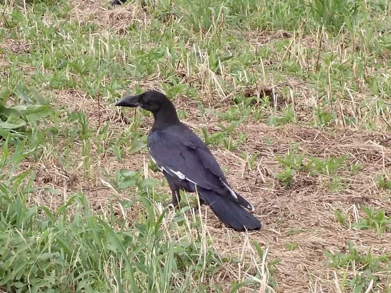 白い羽のカラスをズームで見る。白い部分は羽の形をしていた。