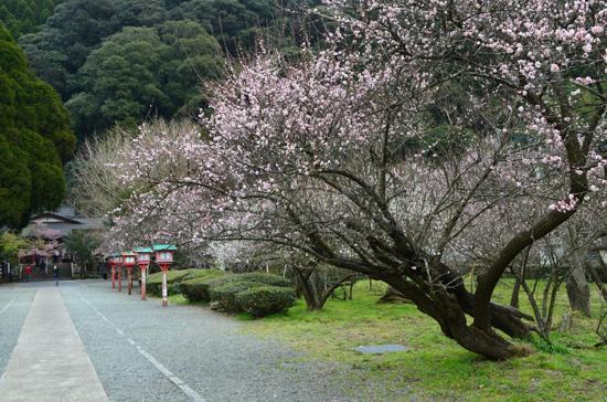ume