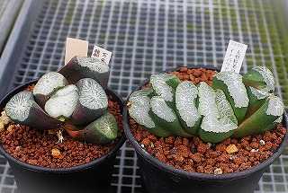 多肉植物 ハオルチア 万象錦 雪国万象錦