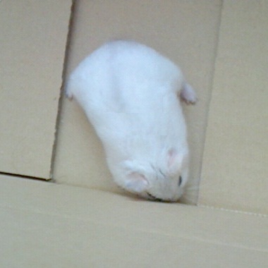 キルア　ダンボール