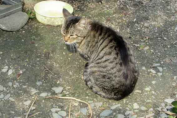 我が家のニャンコ♪2016/3/10-3