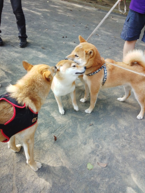 柴犬祭り.jpg