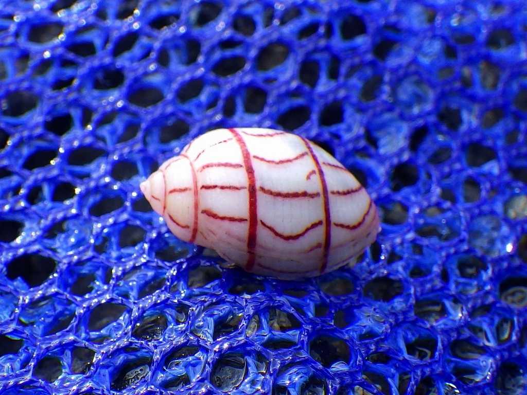 串本磯採集2021年7月下旬23　ベニシボリガイ（Bullina lineata）の貝殻