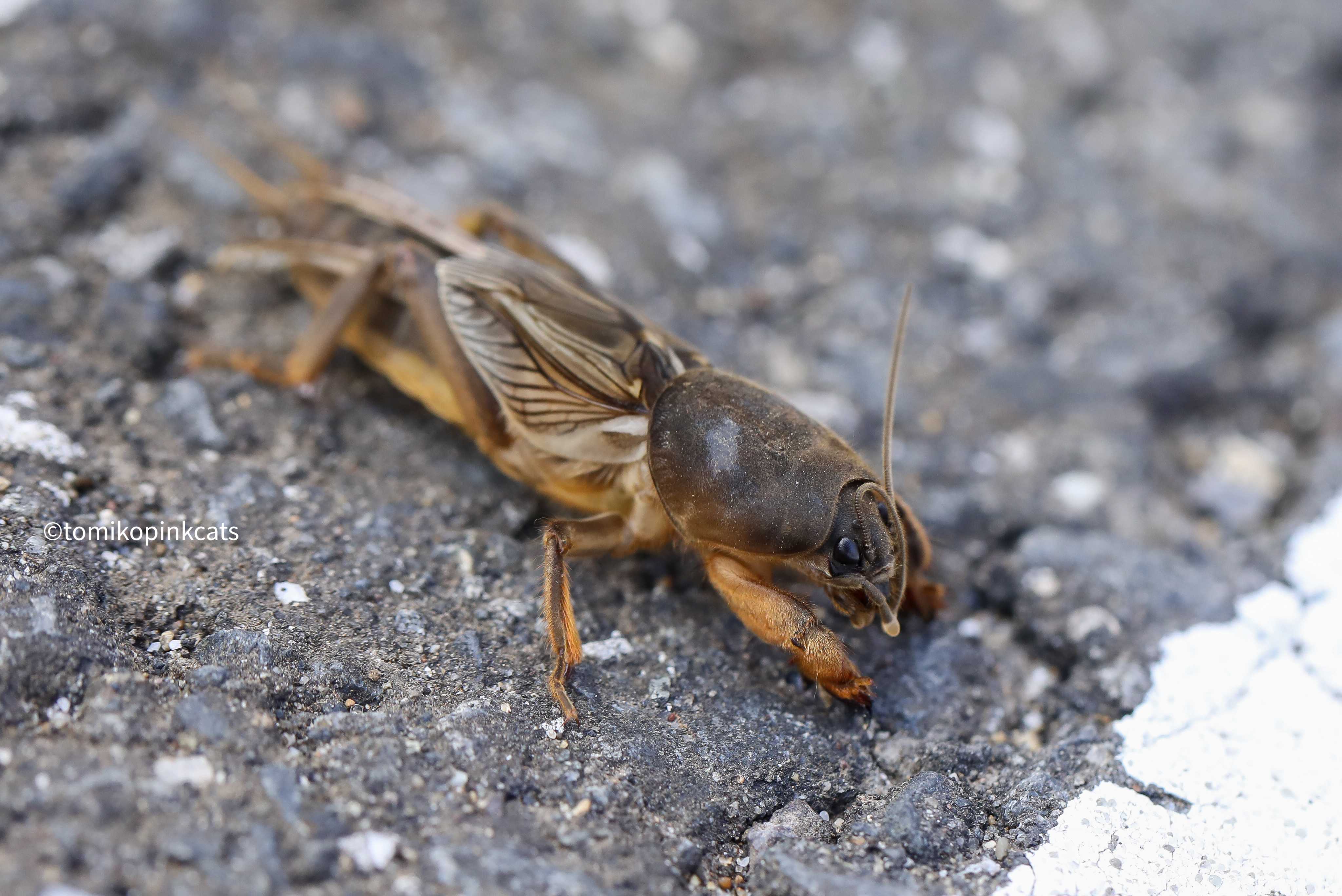ケラケラ オケラ とみこの6426 虫ブロ 楽天ブログ