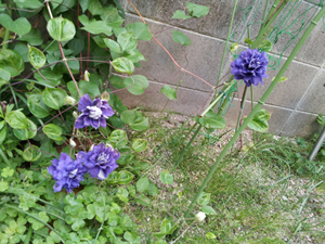 20120522_063556.jpg