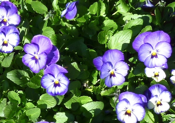 P1070325-001.JPG