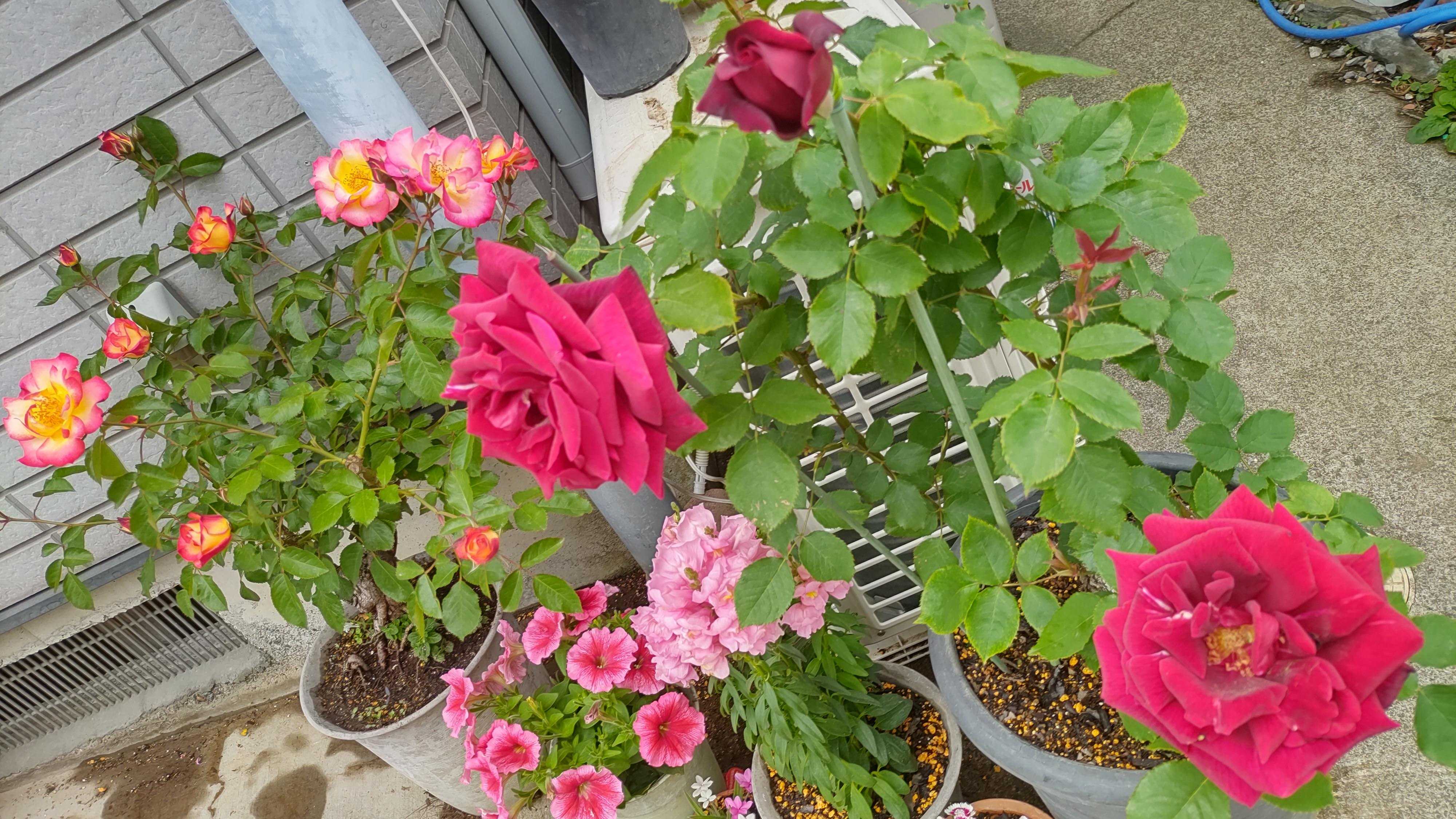 21年5月7日 店舗花壇写真 ひろゆき美容室へようこそ 楽天ブログ