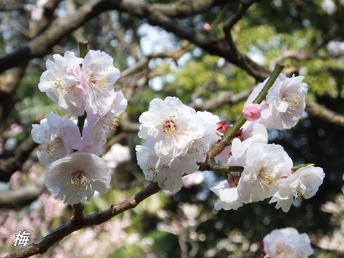 浜離宮恩賜庭園にて