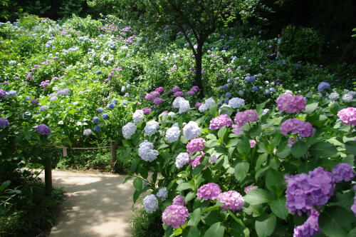 妙楽寺の紫陽花