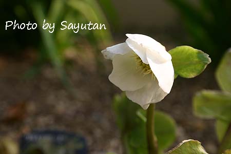 クリスマスローズ