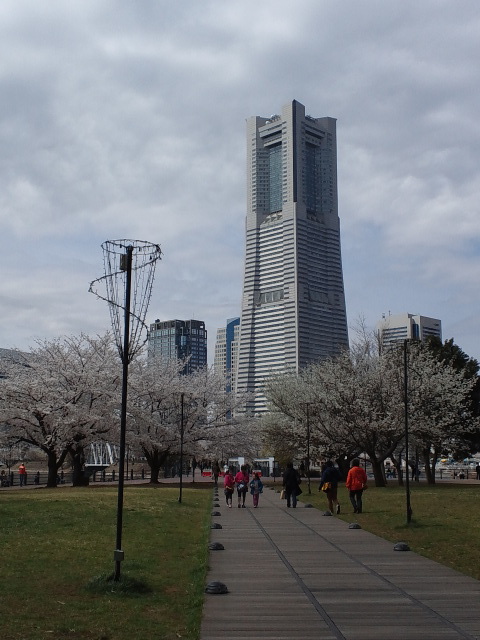 みなとみらい桜12