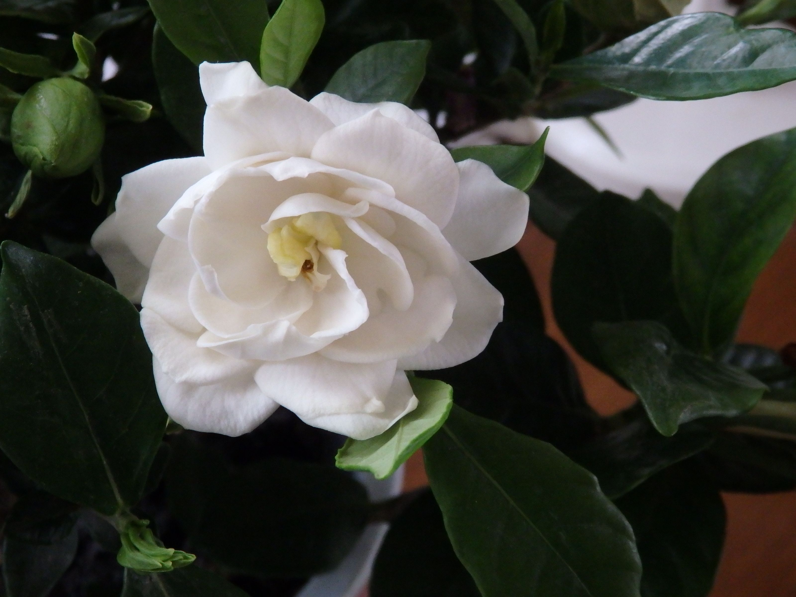 ５月に咲いた白い花 Kimi Teaの花日記 楽天ブログ