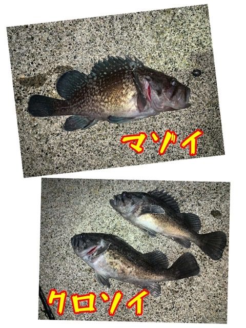 増毛港 Mashike Fishing 楽天ブログ