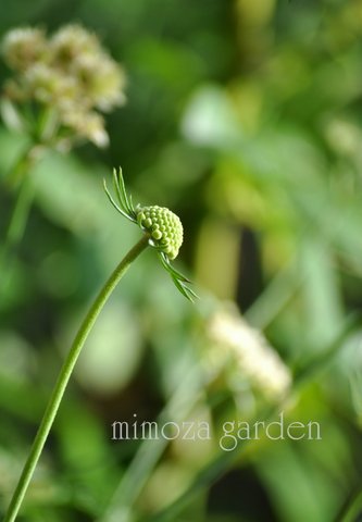 スカビオサの蕾
