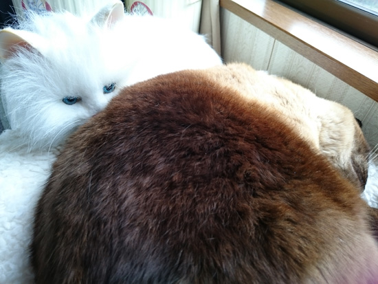 夢猫