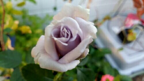 rblog-20181107232450-04.jpg