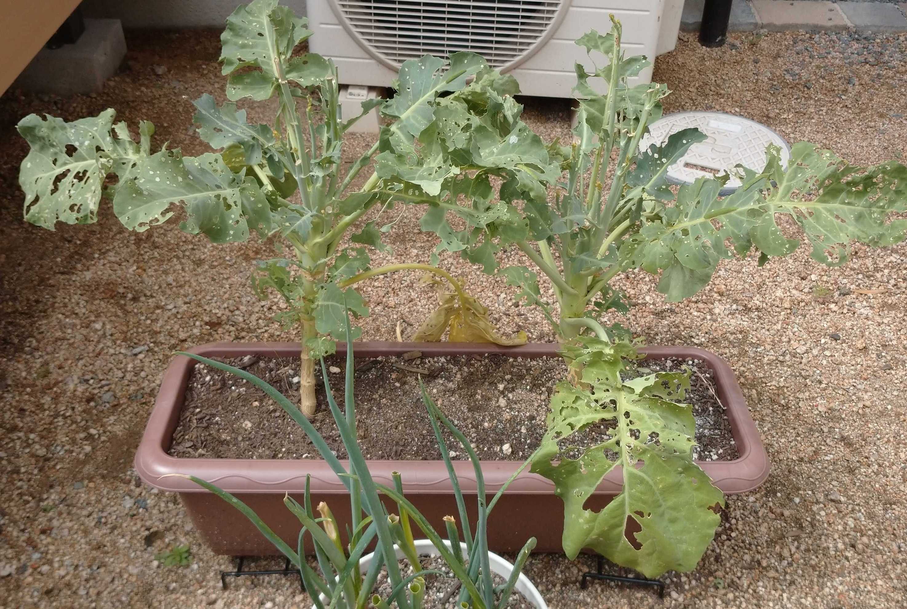 プランター栽培 スティックセニョール 茎ブロッコリー 終了 Enjoy Myhomeー節約と時短を楽しむ日々ー 楽天ブログ