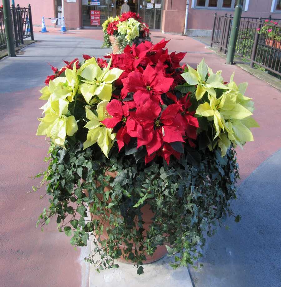 ポインセチアの赤はおしゃれなクリスマスレッド 狭い庭を花いっぱいにする育て方 楽天ブログ ポインセチアの赤はおしゃれなクリスマスレッド 狭い庭を花いっぱいにする育て方 楽天ブログ