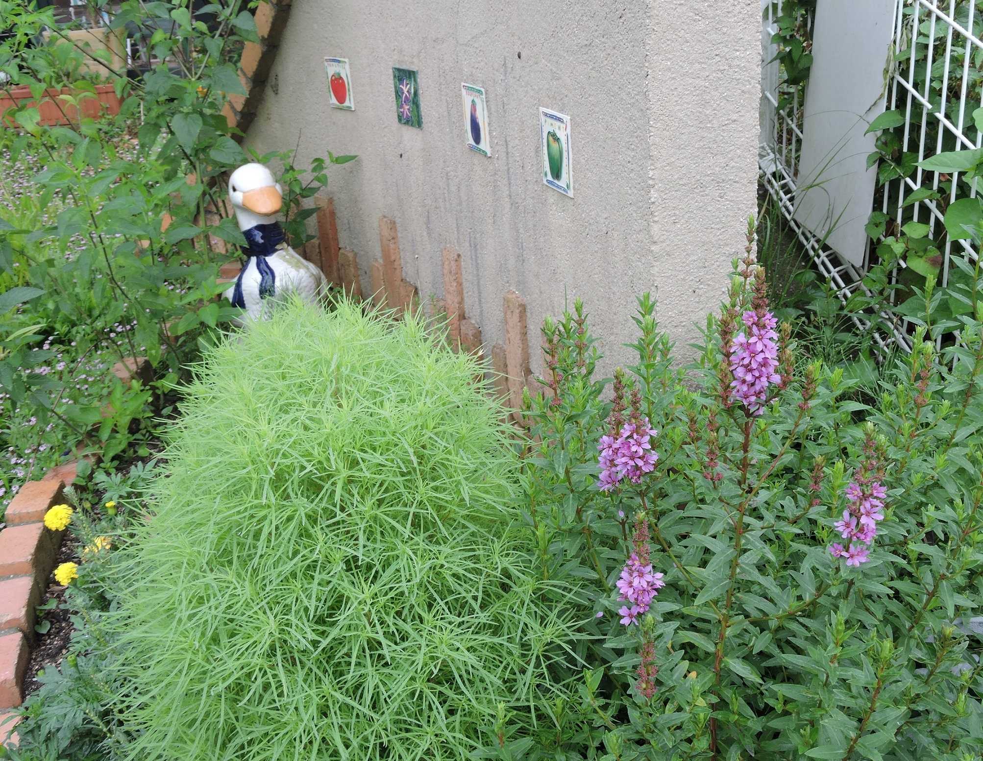 花壇の手入れ 急な雨が降ったり止んだり すぷーん ガーデン 楽天ブログ