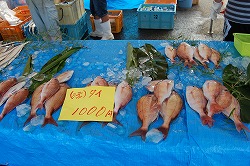 s-DSC_0175.jpg