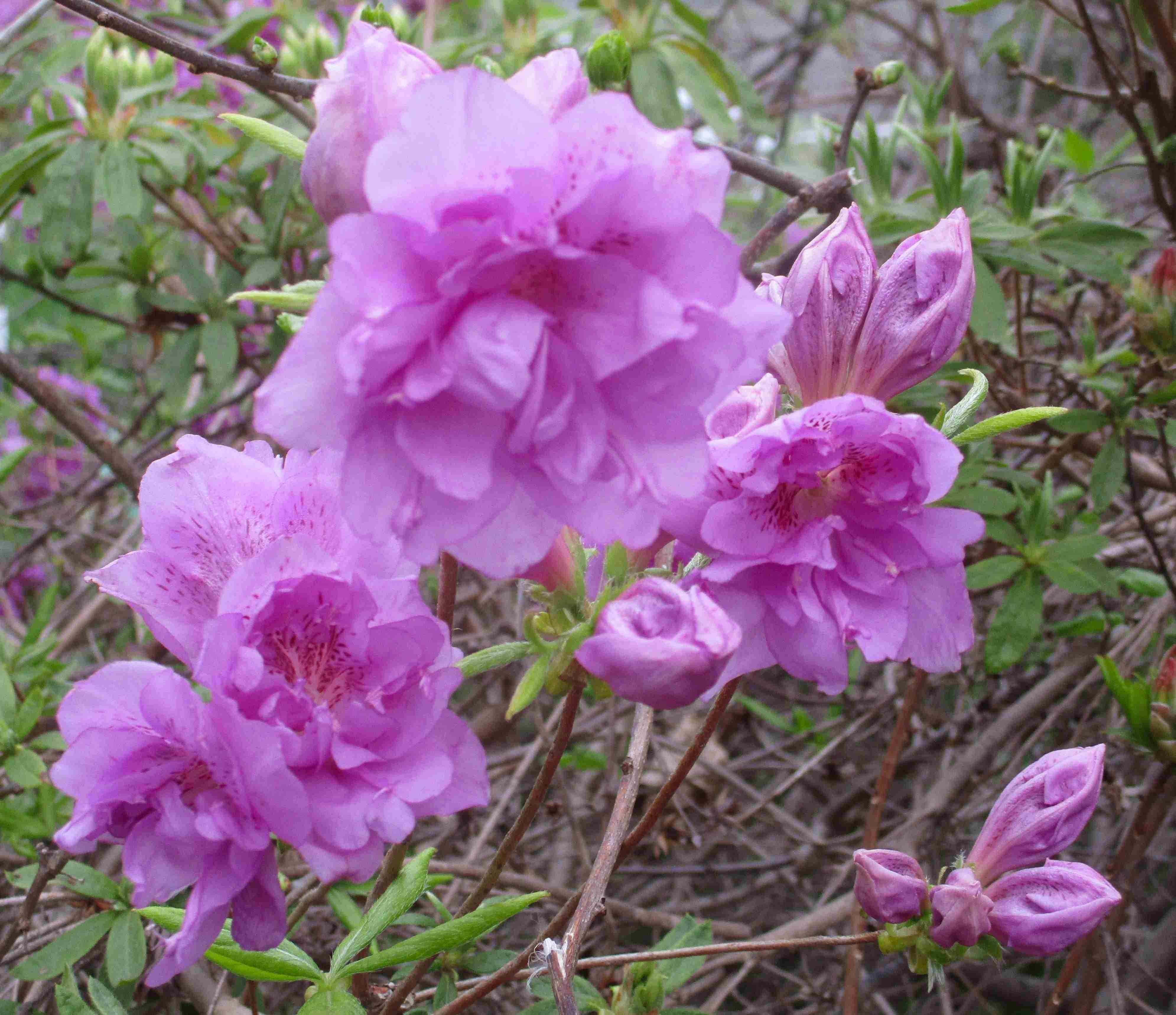 ムラサキツツジ八重が開花しました！ | 健康法・病気・花・愛猫のこと
