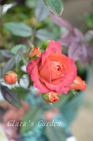 DSC_0005.JPG