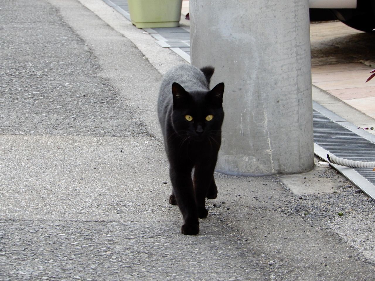 99ページ目の 猫 人さまのネコ 楽天ブログ