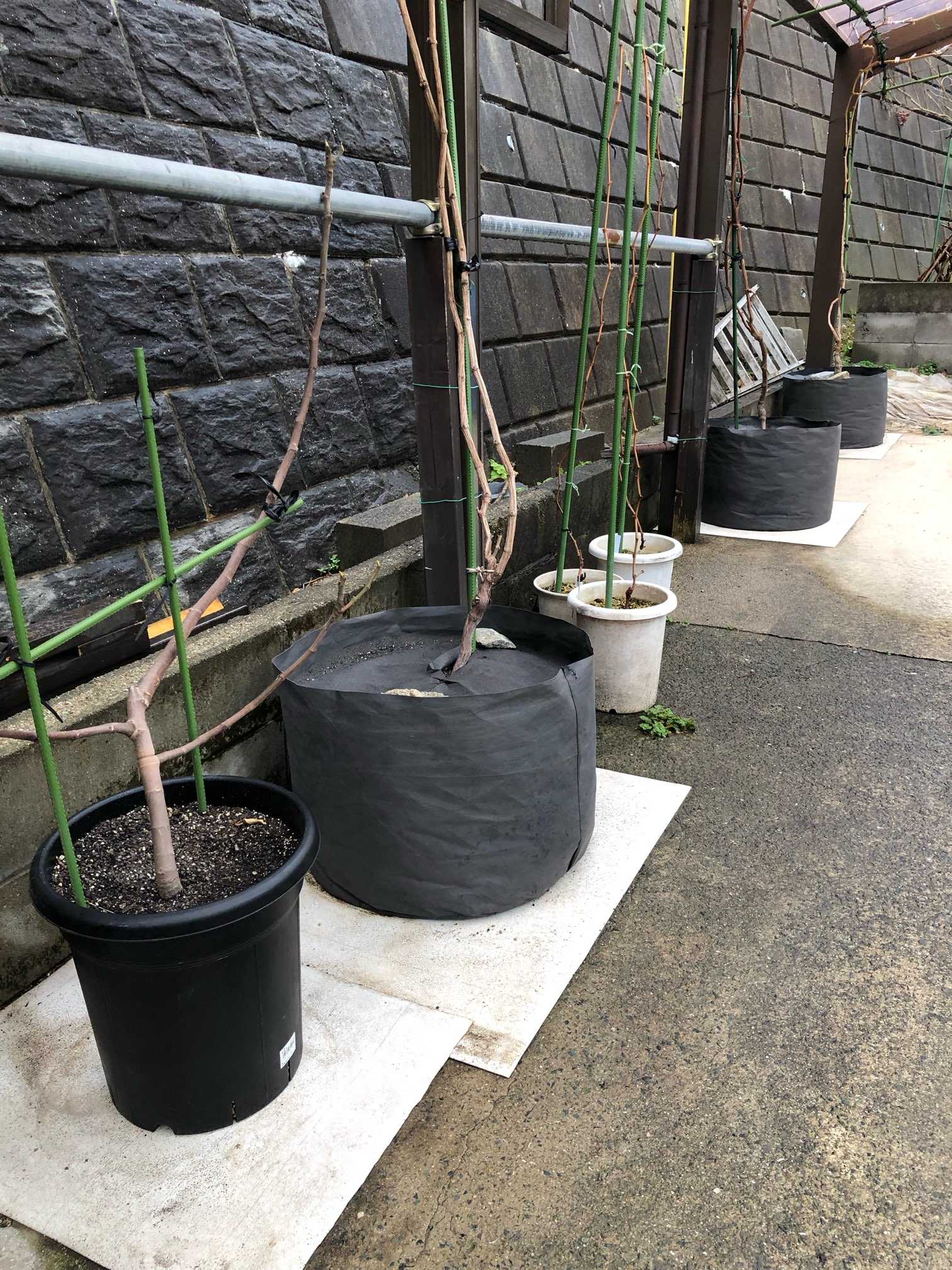 根域制限栽培鉢増し | 菜園暮らし庭の花 - 楽天ブログ