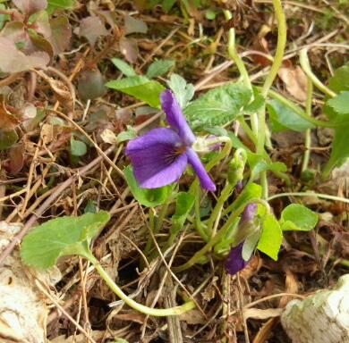 すみれ３月３日.jpg