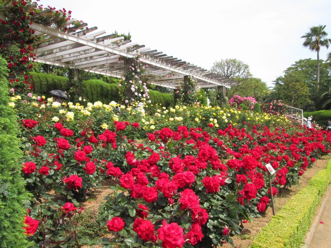 谷津バラ園_1134.jpg