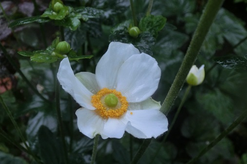 シュウメイギク白