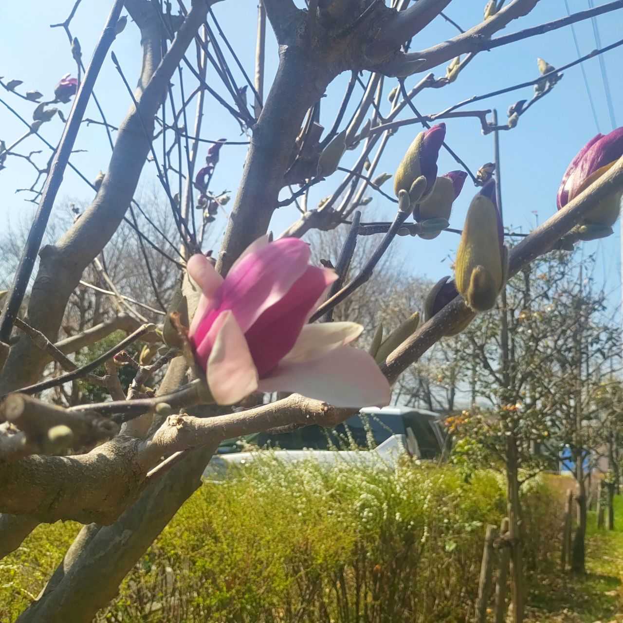2024春のお花見散歩_