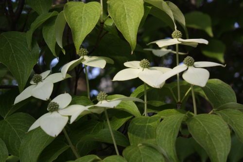2015051908.JPG
