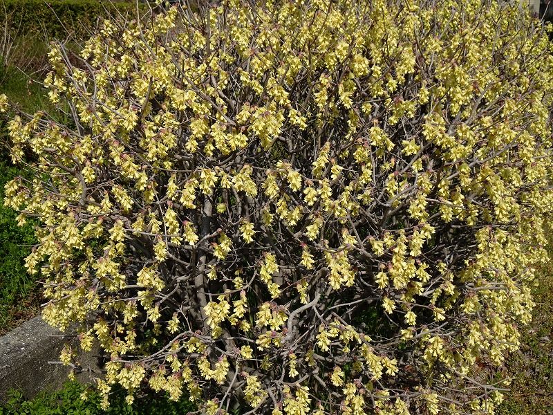 3月19日 今日の一花 その２ トサミズキ 土佐水木 Gazengamaのブログ 散歩中に出合った花と趣味の陶芸作品 楽天ブログ