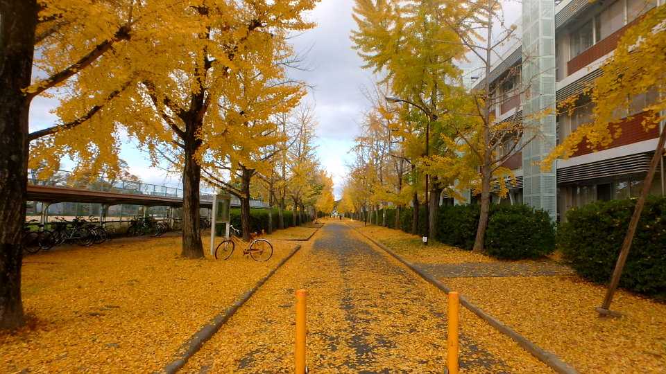 2020年版 岡大構内の紅葉 10 津島西キャンパス 座主川 イチョウの絨毯 楽天版じぶん更新日記 楽天ブログ