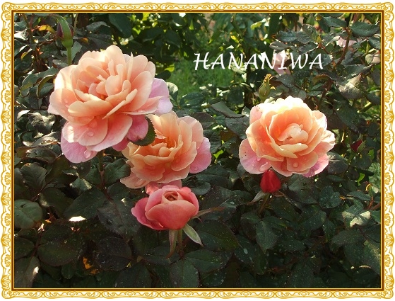 2012_1009トレッサ用寄せ植えとクレマチスの講座とカ0038.JPG