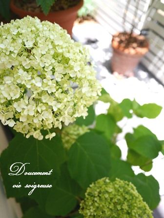 2016.7.5 アジサイ.JPG