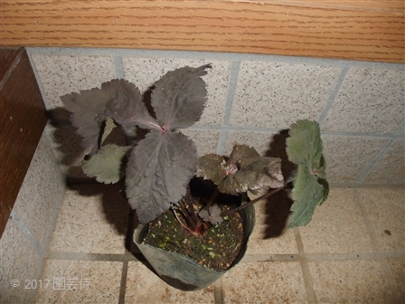 2017_05130062.jpg