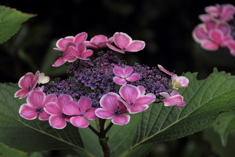 中千本公園の紫陽花_11.jpg