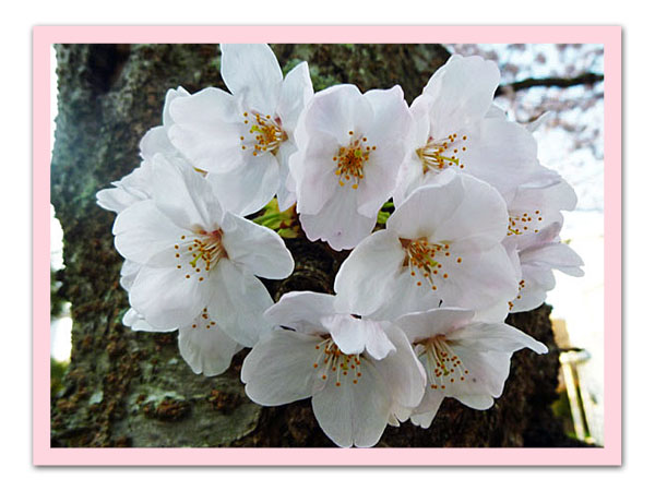 桜の花の塊