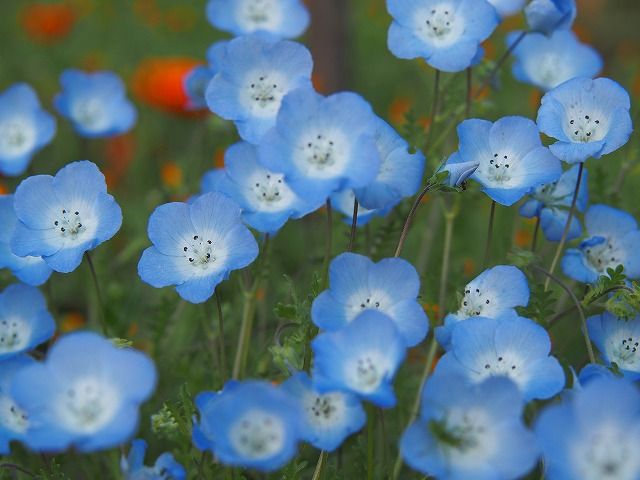 春の青い花 七輪な生活 そして 東京の自然 楽天ブログ