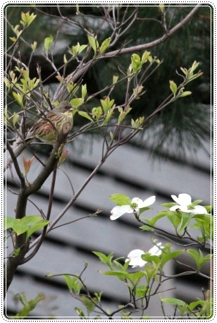 地場産-9 アオジ 13.4.30