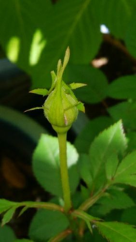 rblog-20180505070426-02.jpg