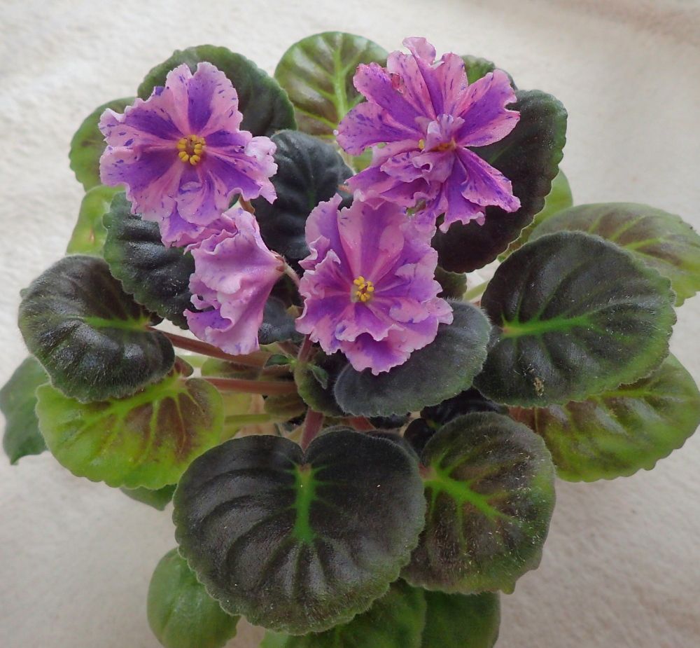 ☆ニュー カンコールドゥ（ニュー コンコルド）/セントポーリア縞花