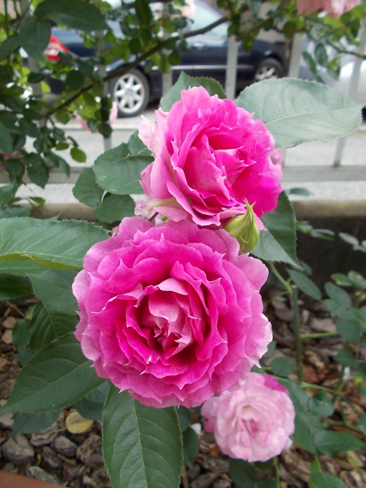 シェエラザード 品種紹介 バラを咲かせることが好き 楽天ブログ