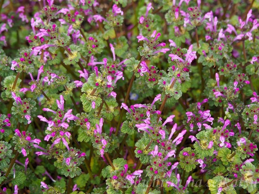 ピンク色の道端の花 七輪な生活 そして 東京の自然 楽天ブログ